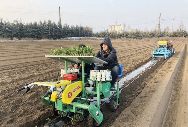 自走式辣椒移栽機